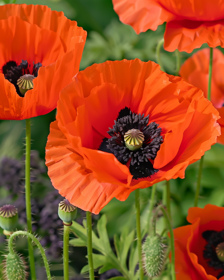 Oriental Poppy Seeds Papaver Orientale For Vibrant Perennial Flowers
