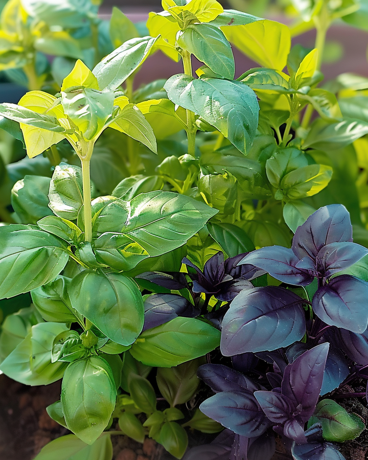 Mixed Basil Seeds Ocimum Basilicum Flavorful Herb Variety