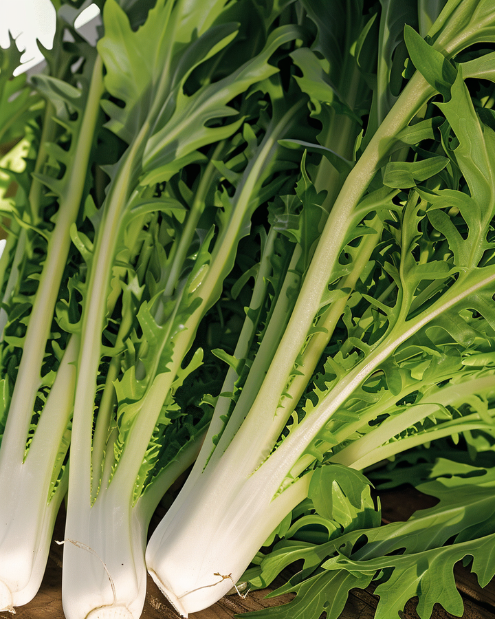 Chicory Seeds Cichorium Intybus L Catalogna Pugliese Variety