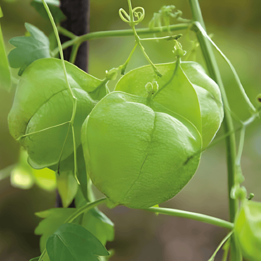 Balloon Vine Seeds Cardiospermum Halicacabum Climbing Annual Flowers