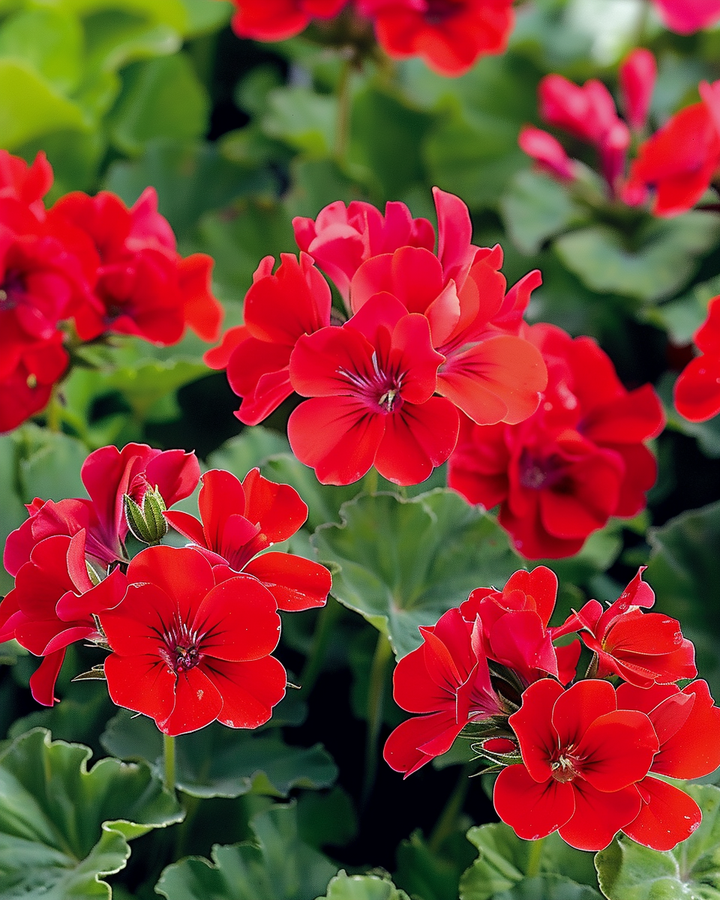 Geranium Mustang F1 Seeds Pelargonium F1 Mustang Cherry Red