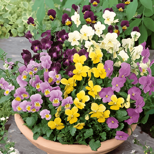 Horned Violet Seeds Viola Cornuta Bambini Mixed Flowers