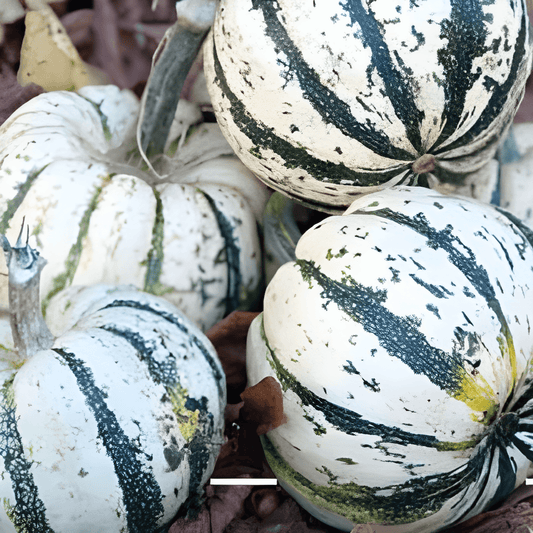 Sweet Dumpling Squash Seeds Cucurbita Pepo Ornamental Winter Squash