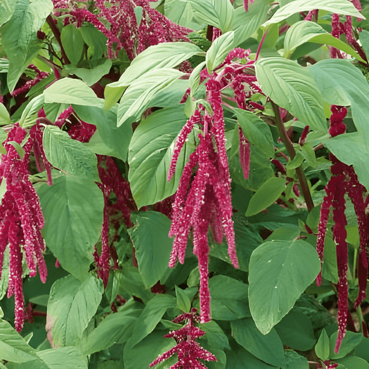 Red Cock's Comb Amaranthus Caudatus Flower Seeds
