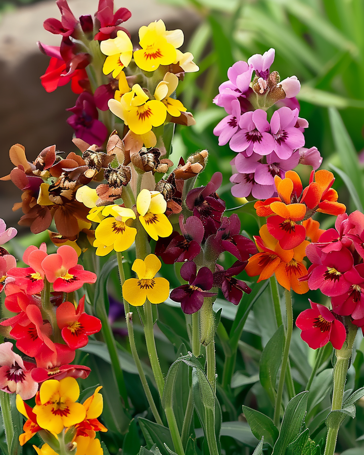 Wallflower Seeds Cheiranthus Cheirii Fair Lady Mix Fragrant Colorful