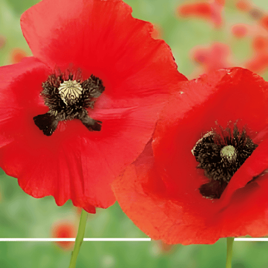 Red Poppy Seeds Papaver Rhoeas Large Striking Flowers