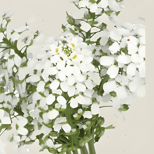 Biological Iberis Amara Seeds Empress Honesty Fragrant Flowers