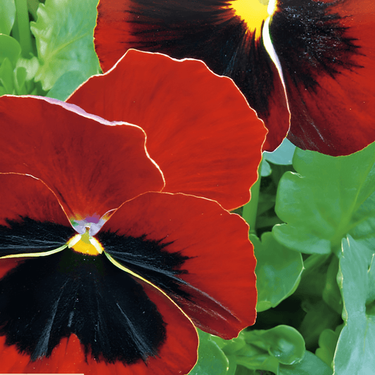 Viola Seeds Violin Sunset Red Large Flowers Viola Wittrockiana