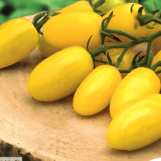 Snack Tomato Dattolime F1 Seeds Solanum Lycopersicum Sweet Variety