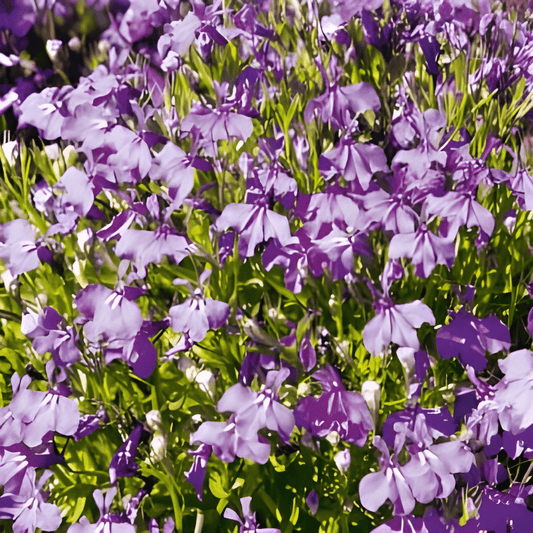 Lobelia Seeds Crystal Palace Lobelia Erinus Blue Flowering Annual