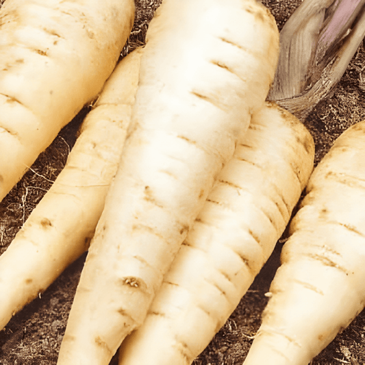 Parsnip Seeds Pastinaca Sativa Guernsey Pink Star Variety