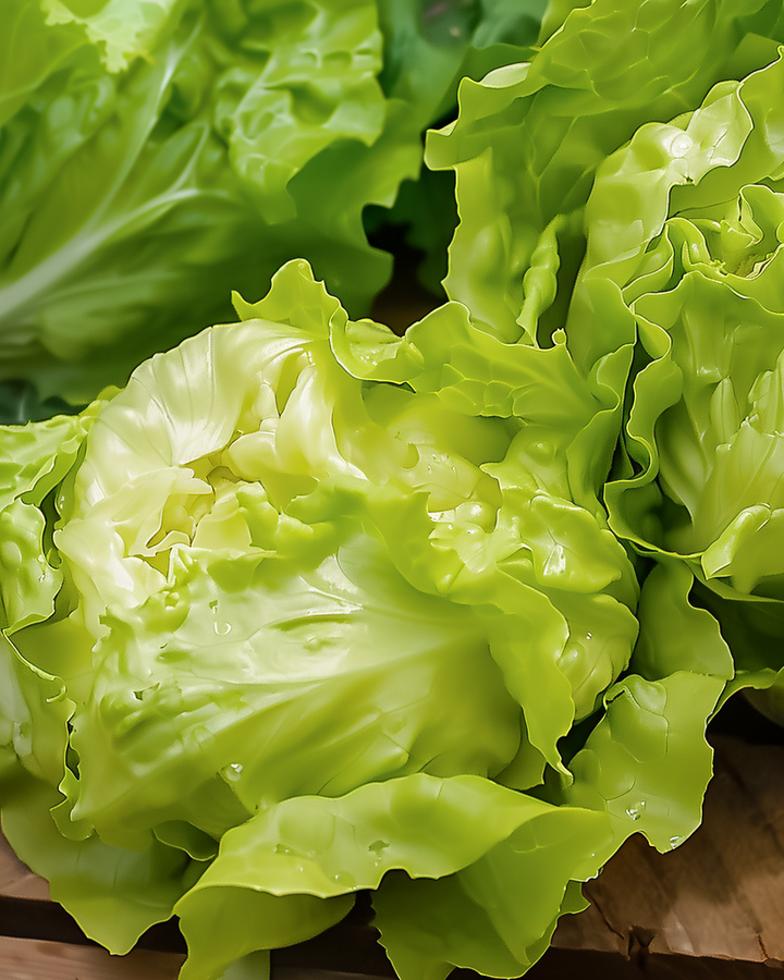 Butterhead Lettuce Seeds Thick Blonde Lactuca Sativa Slow Bolting