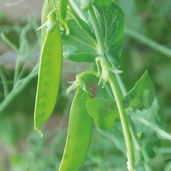 Low Growing Pea Seeds Pisum Sativum De Grace Variety