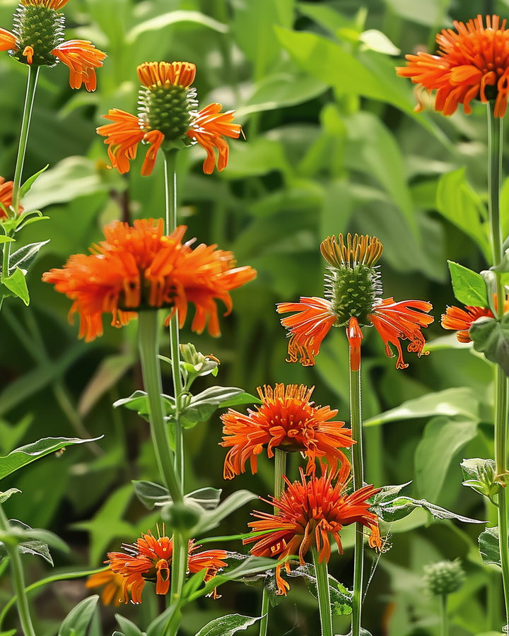 Lion’s Ear Seeds Leonotis Nepetifolia Orange Flowering Annual