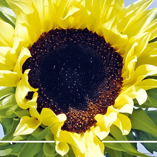 Sunflower Moonwalker Seeds Helianthus Annuus Soft Yellow Flowers