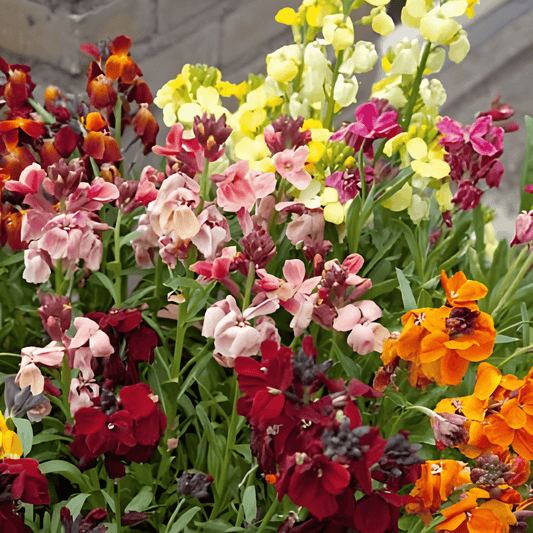 Wallflower Seeds Cheiranthus Cheirii Fair Lady Mix Fragrant Colorful