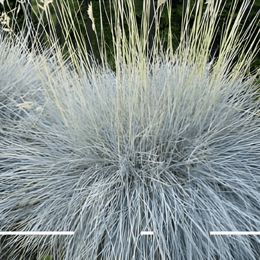 Blue Fescue Seeds Festuca Glauca Festina Perennial Ornamental Grass