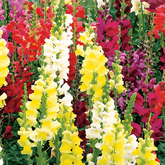 Tall Snapdragon Seeds Antirrhinum Majus Mixed Annual Flowers