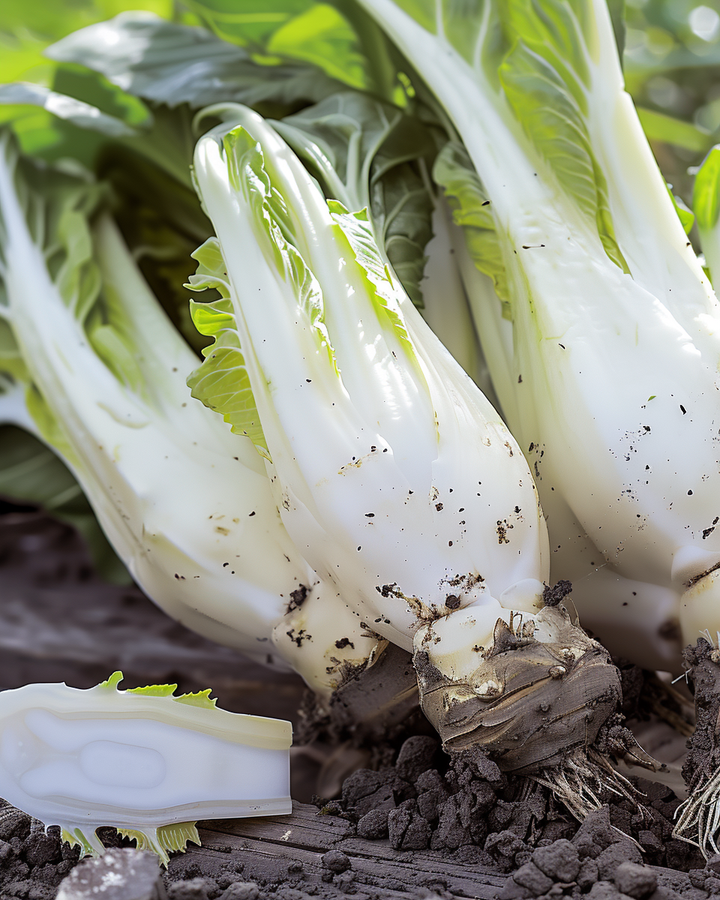 Chicory Seeds Cichorium Intybus Mechelse Middenvroeg Vegetable Variety