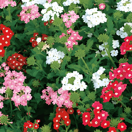 Verbena Seeds Verbena Hybrida Ironweed Compact Color Mix