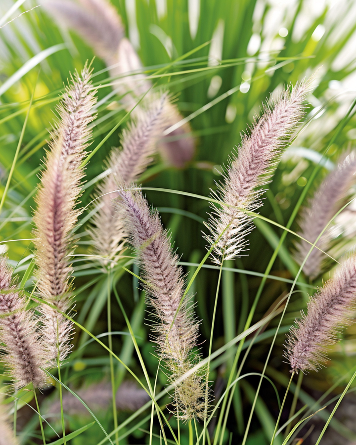 Lampenpoetsers Grass Seeds Pennisetum Alopecuroides Ornamental Blooms
