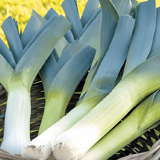 Blue Green Winter Leek Seeds Allium Porrum Vegetable Variety