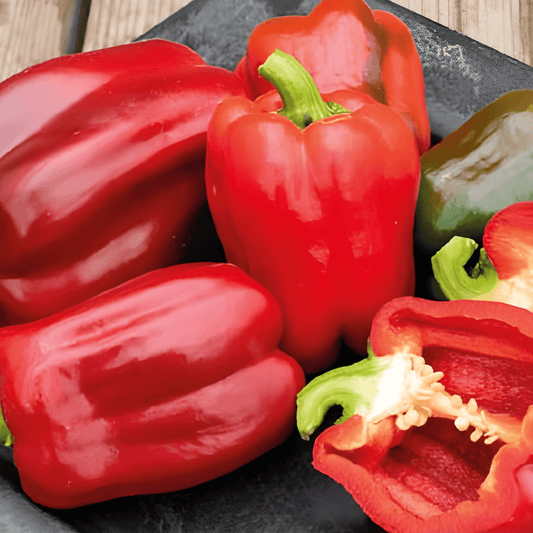 Paprika Seeds Capsicum Annuum Yolo Wonder Variety