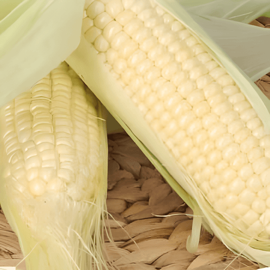 White Sweet Corn Glacial Seeds Zea Mays Variety