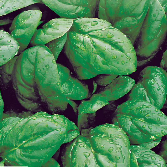 Spinach Rembrandt F1 Seeds Spinacia Oleracea Disease Resistant Variety