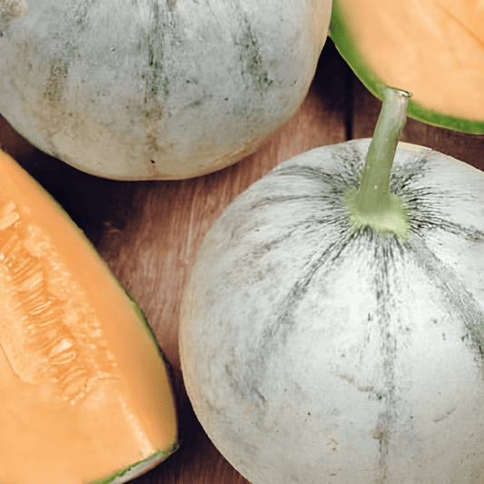 Charentais Melon Cucumis Melo Seeds Early French Variety