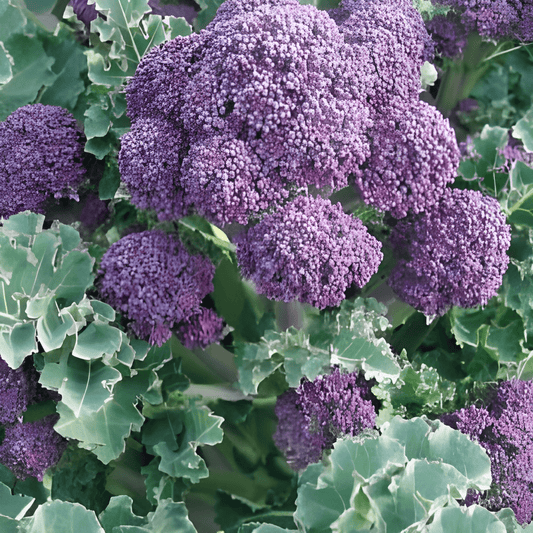Summer Purple Broccoli Seeds Brassica Oleracea Vegetable Variety