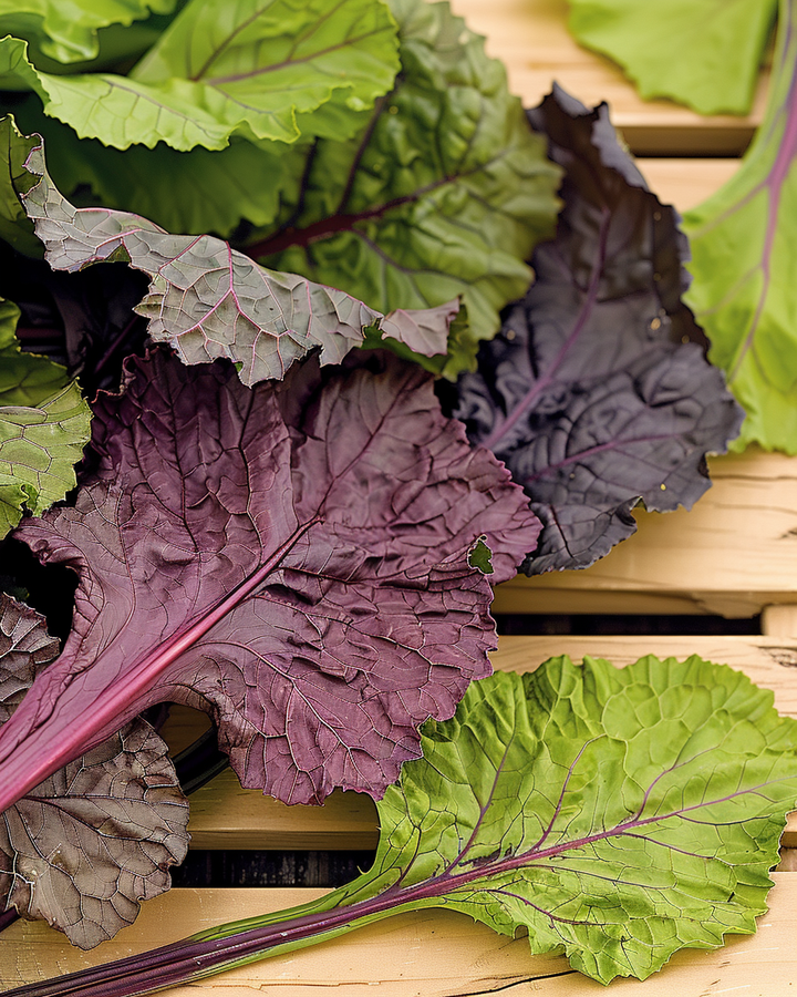 Red Mustard Greens Seeds Brassica Juncea Spicy Amsoi Variety