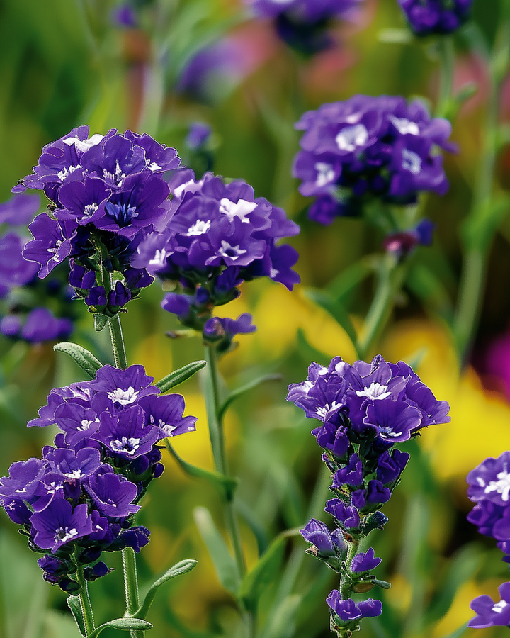 Lamsoor Fortune Dark Blue Limonium Sinuatum Seeds Flowers