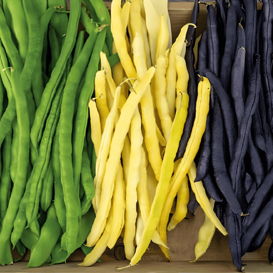 Three-Color Runner Beans Seeds Phaseolus Vulgaris Mix
