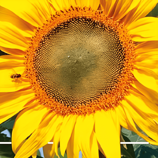 Henri Wilde Sunflower Seeds Helianthus Annuus Giant Flowers