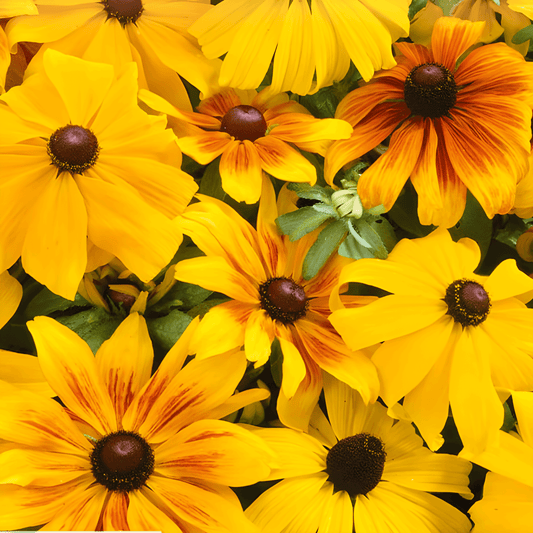 Rudbeckia Hirta Rudbeckia Seeds Gloriosa Daisy Cut Flower Seeds
