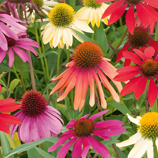 Coneflower Paradiso Seeds Echinacea Purpurea Colorful Long Blooming