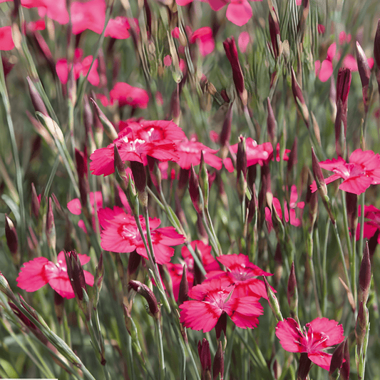 Clove Carnation Dianthus Deltoides Seeds Carmine Rose Perennial