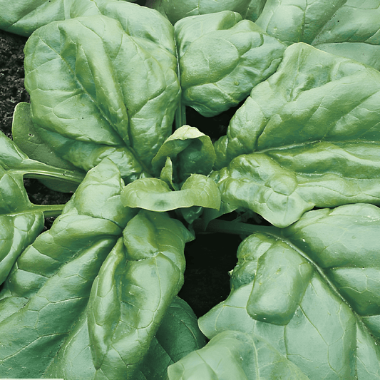 Summer Spinach Seeds Spinacia Oleracea Bazaroet Powdery Mildew Resistant