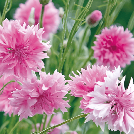 Cornflower Seeds Centaurea Cyanus Pink Ball Annual Flowers