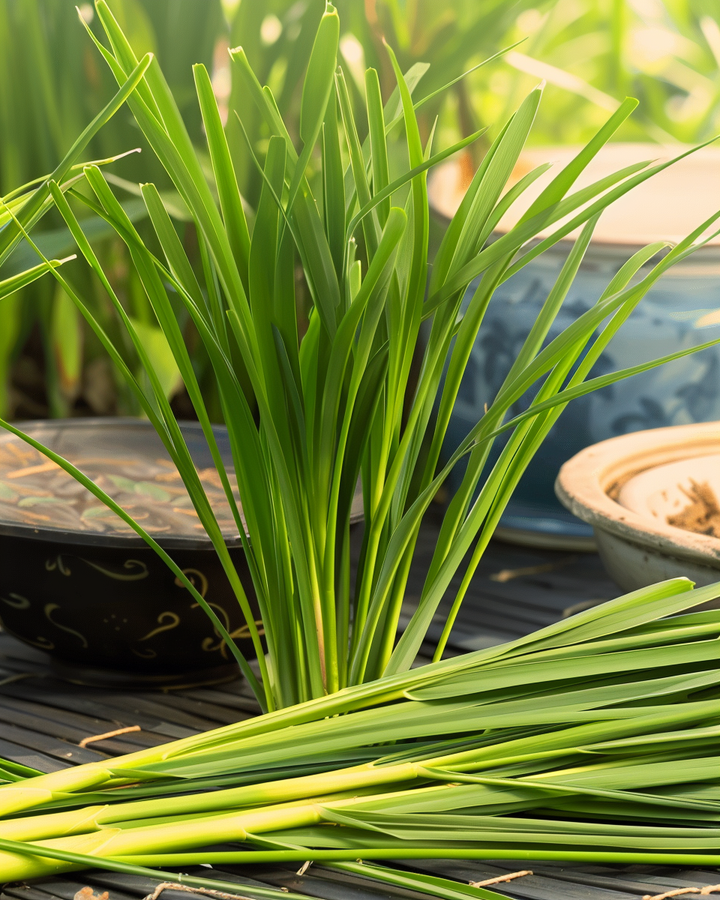 Lemongrass Seeds Cymbopogon Flexuosus Asian Culinary Herb