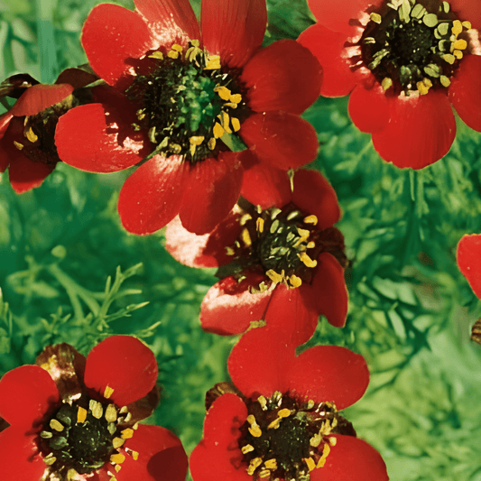 Adonis Flower Seeds Adonis Aestivalis Red Blooming Annual Seeds