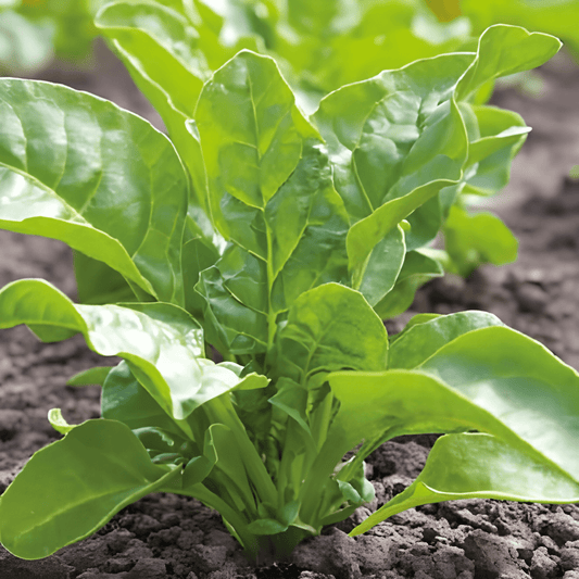Swiss Chard Seeds Beta Vulgaris Common Green Vegetable Seeds