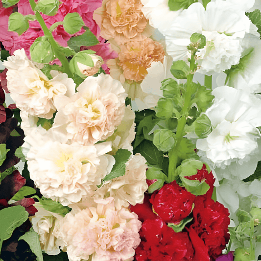 Hollyhock Seeds Alcea Rosea Double-flowered Chater’s Mixed Variety