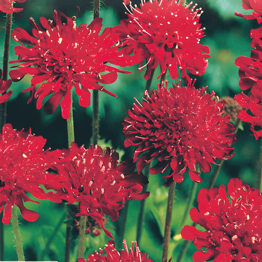 Macedonian Scabious Seeds Knautia Macedonica Dark Red Flowers