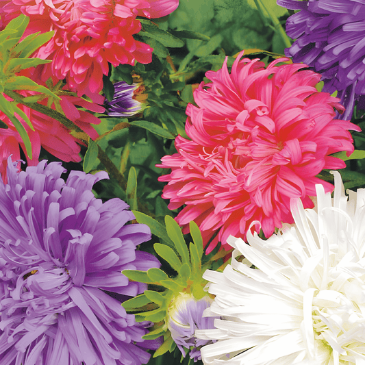 Summer Aster Seeds Callistephus Chinensis Feather Mix Annual Flowers