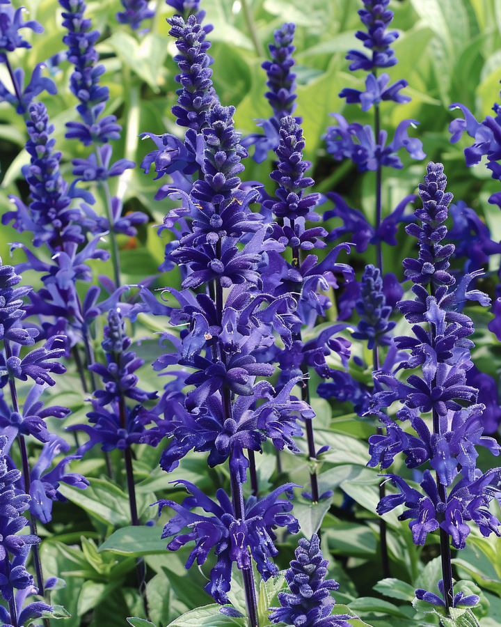 Victoria Dark Blue Salvia Farinacea Seeds For Vibrant Flowers