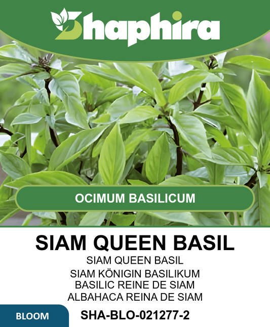 Siam Queen Basil Seeds Ocimum Basilicum Thai Herb Variety