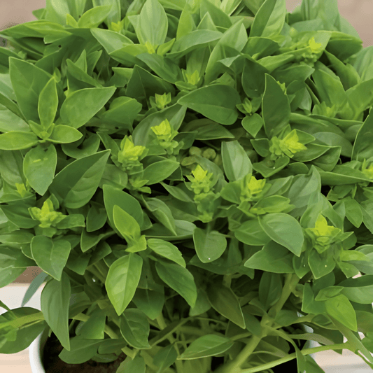 Basil Seeds Ocimum Basilicum Bascuro Greek Dark Green Variety