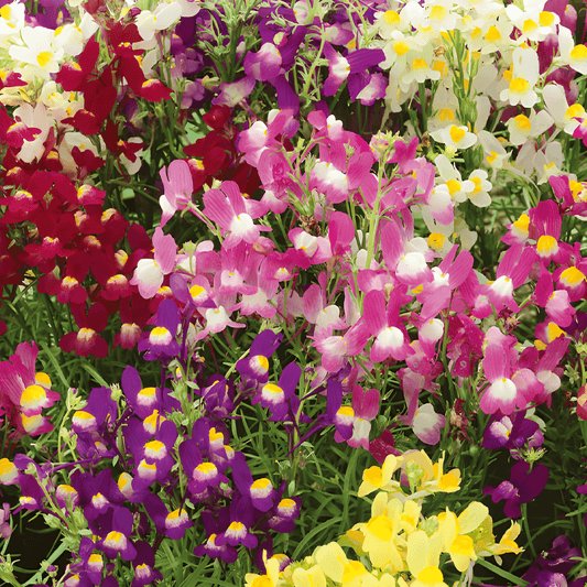 Linaria Seeds Linaria Maroccana Fairy Bouquet Mixed Colors